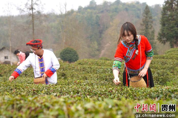 图为务川明前茶采摘现场。蹇诗奇摄