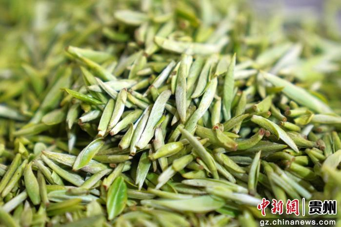 图为务川明前茶。蹇诗奇摄