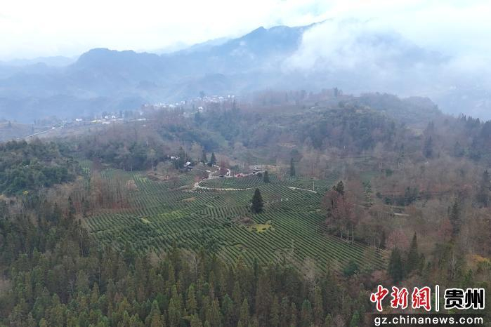 图为务川自治县红丝乡茶园基地。蹇诗奇摄