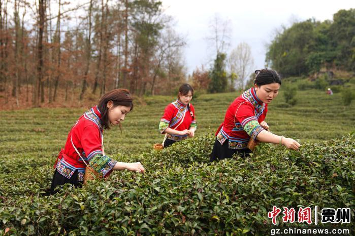 图为务川明前茶采摘现场。蹇诗奇摄