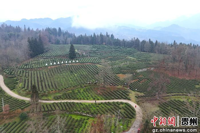 图为务川自治县红丝乡茶园基地。蹇诗奇摄