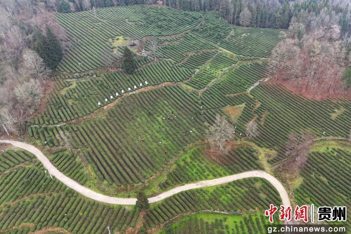 图为务川自治县红丝乡茶园基地。蹇诗奇摄