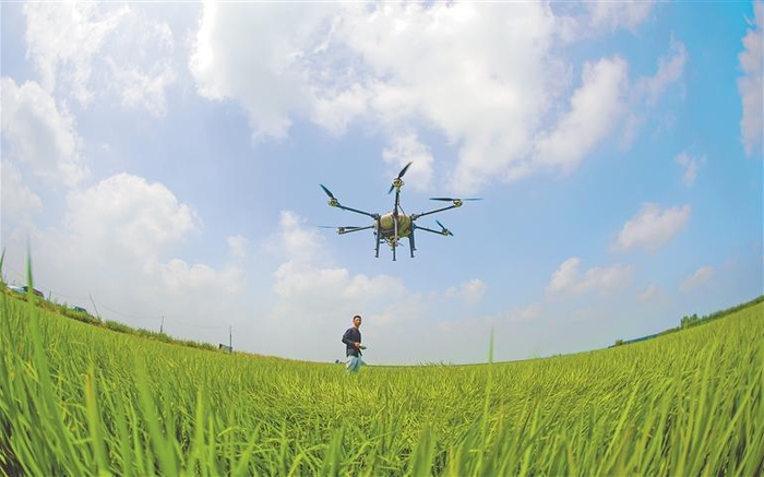 无人机夏管作业。本报记者 刘心杨摄