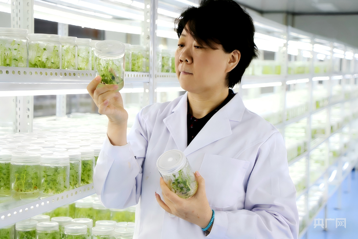 张秀娟在太平庄组培车间观测组培苗生长状态（央广网发  受访者供图）