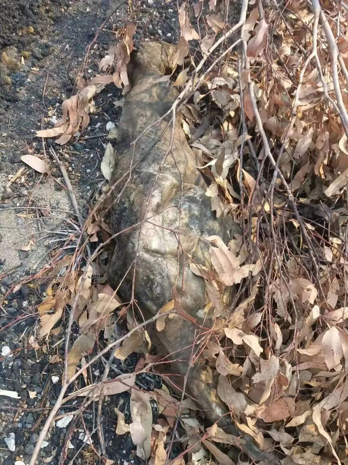澳大利亚森林火灾中烧死的袋鼠