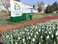 云南农业职业技术学院郁金香花海惊艳校园