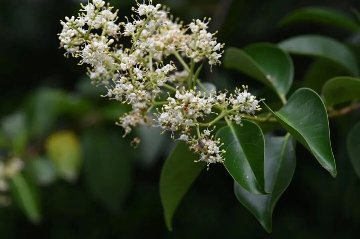 女贞的圆锥花序 | 王金虎 摄