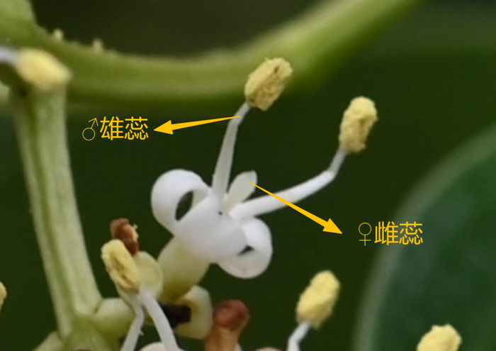女贞的雄蕊和雌蕊 | 王金虎 摄