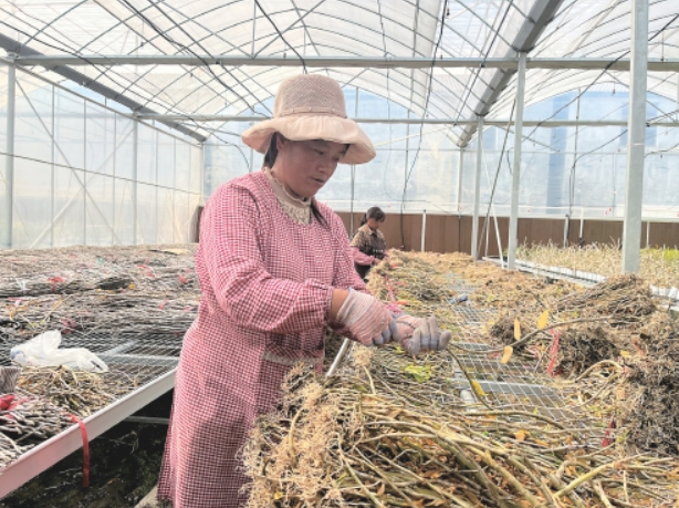 当地农民在对石斛茎条进行分级。