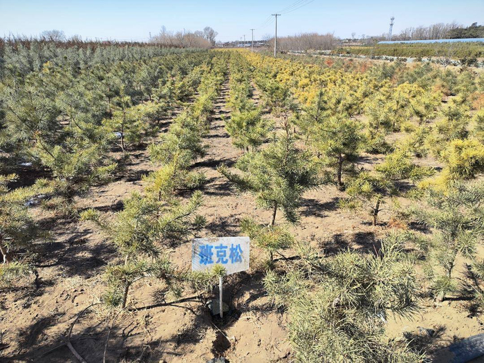 除常见的彰武松等，我省还储备了班克松、赤松等苗木。记者 刘璐 摄