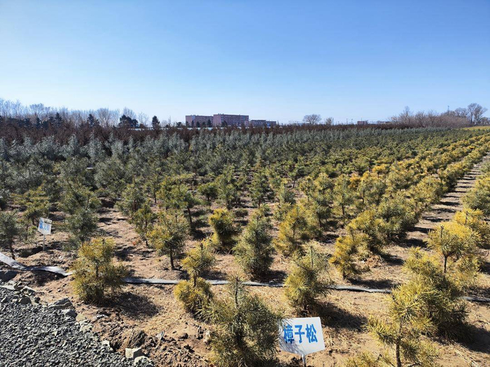 苗圃内，大批种苗亟待上市。记者 刘璐 摄