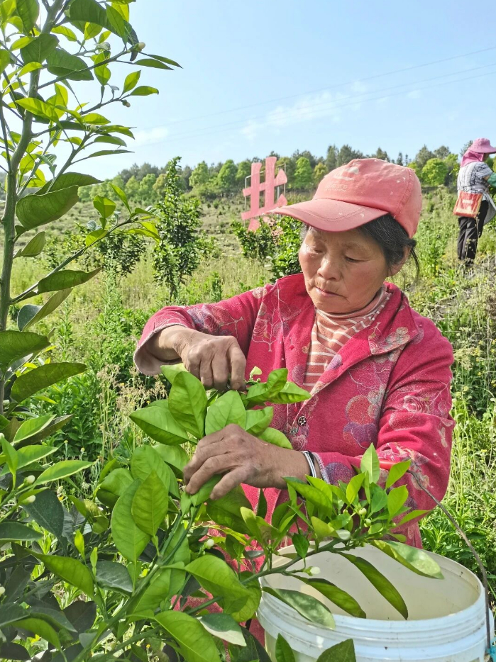 村民正在采摘代代花枳壳花蕾
