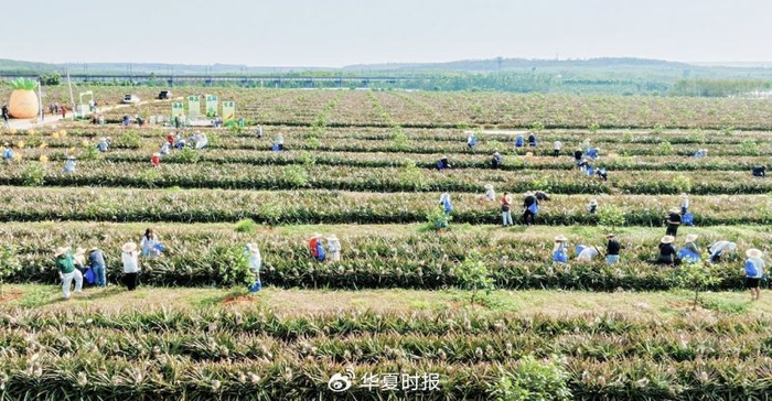 （位于儋州的胖姐凤梨种植基地）
