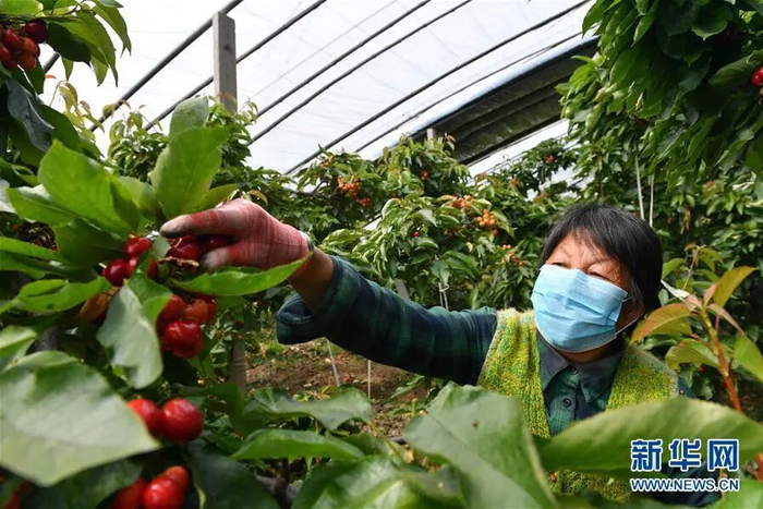 红樱桃助力脱贫增收。图源：新华网