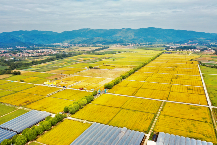 增城区丝苗米省级现代农业产业园迎来丰收，资料图片