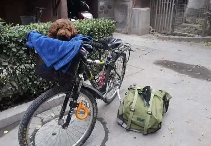 李冬菊的自行车与小狗“犀利”