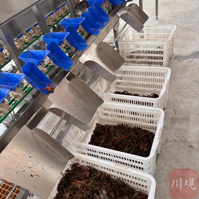 分拣设备。王迎 摄