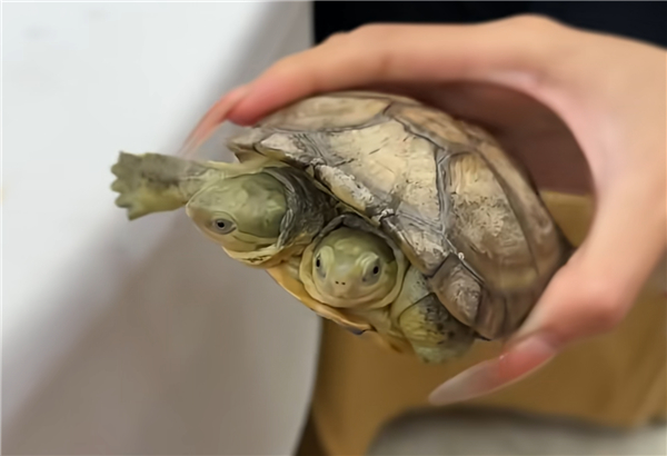 双头小青龟
