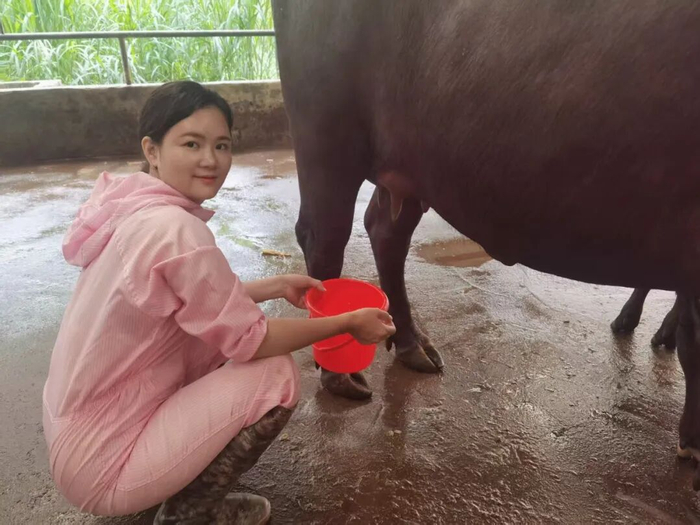 　·正在挤水牛奶的李春燕。（受访者供图）