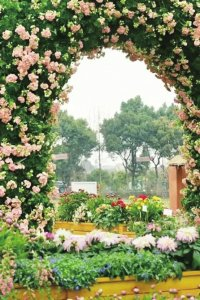 双流区兴海花卉产业园3月3日正式开园。双流区委宣传部供图