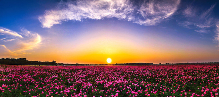 芍药花开