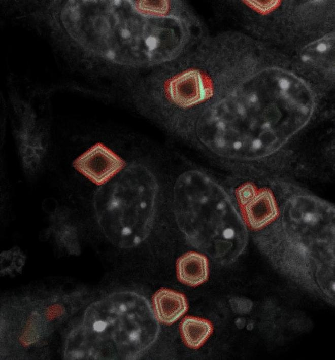 （来源：Lin Lab）