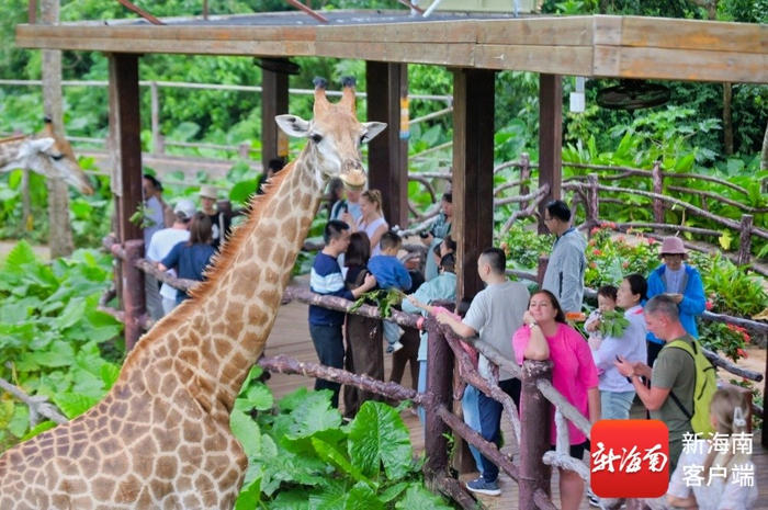 游客打卡海南热带野生动植物园。受访者供图