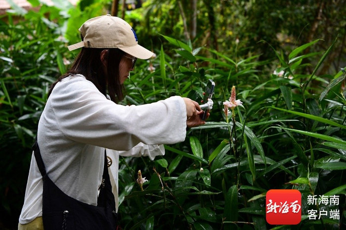 游客在三亚亚龙湾热带天堂森林旅游区赏花。黄庆优 摄