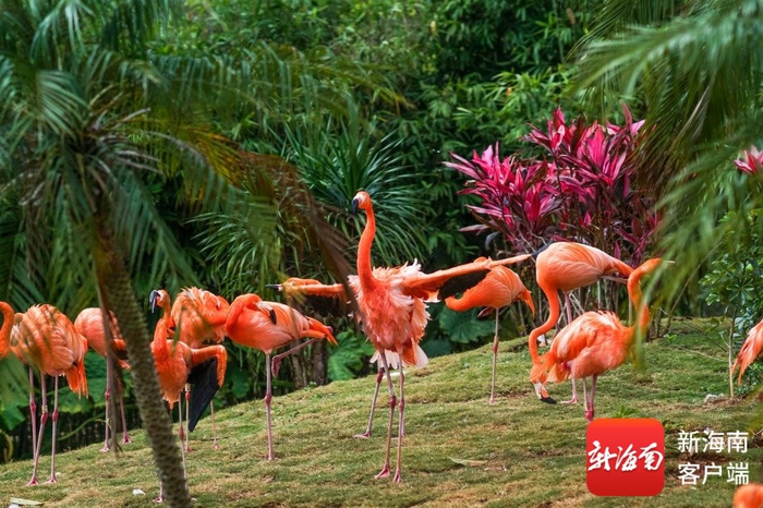 海南热带野生动植物园火烈鸟。受访者供图