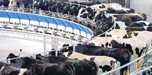 乳业是灵武市特色产业