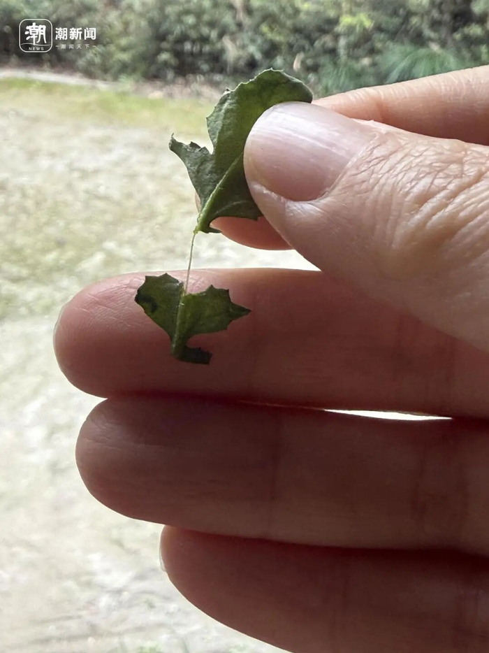 荠菜的茎叶有藕断丝连的现象 记者 施雯 摄 