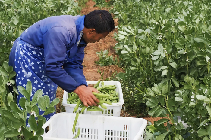 沪滇协作让“临翔豆”走上“沪家餐桌”。临翔区融媒体中心供图