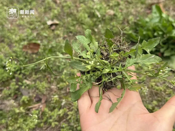 挖野菜的乐趣很多人都有共鸣 记者 施雯 摄 