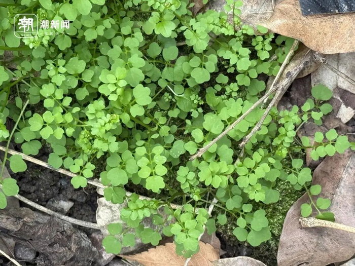 碎米荠 记者 施雯 摄 