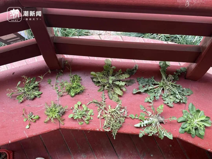 左边上下两株是荠菜，其他都不是 记者 施雯 摄 