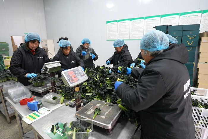 工人们分拣泡泡青（央广网发  随县融媒体中心供图）