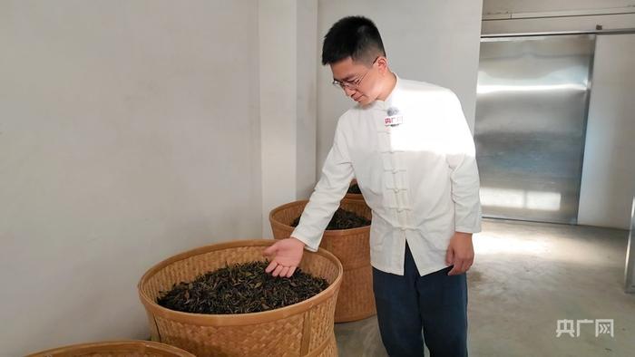 汤小廷查看天山白茶炭焙情况（央广网发  张语欣  摄）