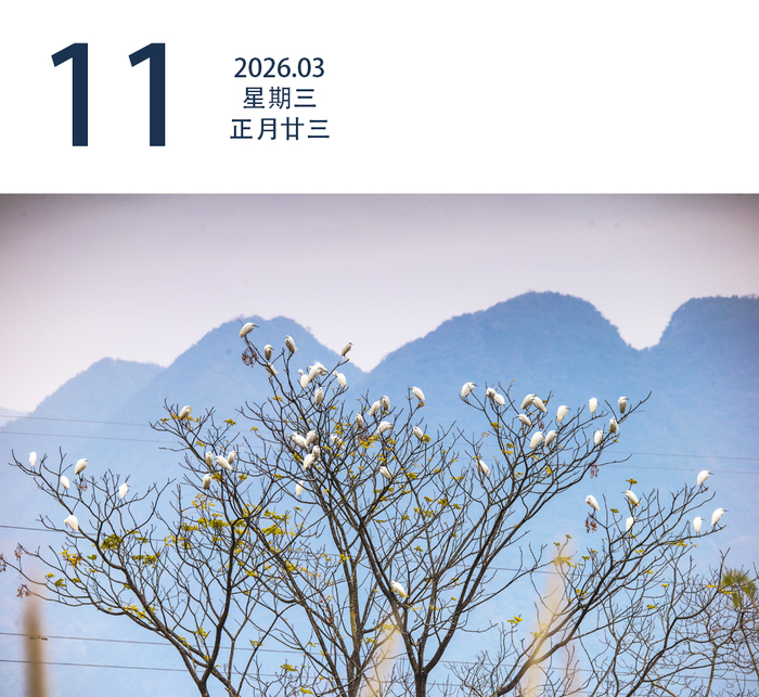 清远阳山县太平镇三和洞村，树顶上站满了白鹭。清远日报签约摄影师 冯国志 摄