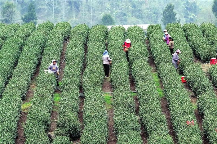 3月6日，文县碧口镇马家山村的茶山上，茶农们在采摘首批早春茶。陇南日报记者 冉创昌 摄