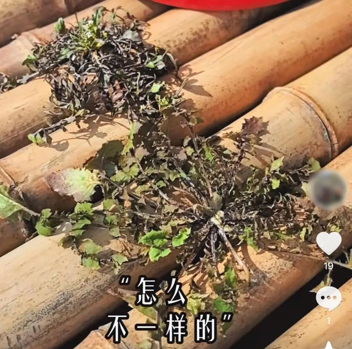 网友挖到假荠菜 网络截图 