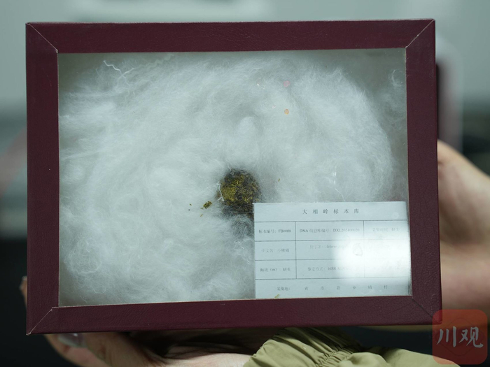 小熊猫粪便标本