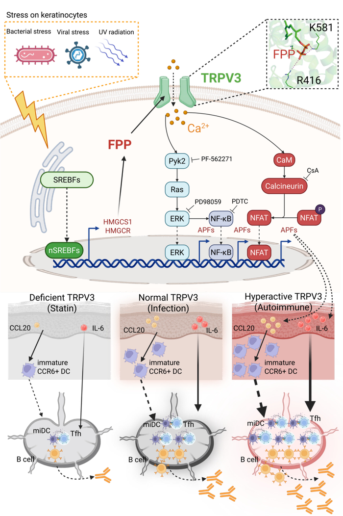 UPR–SREBFs–MVA–FPP–TRPV3–IL-6/CCL20–Tfh/GCB信号轴的示意图