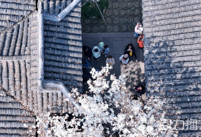 苏报融媒记者 王亭川/摄