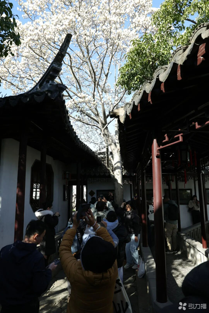 玉兰树下，游客举着手机争相拍照。通讯员 茹军/摄