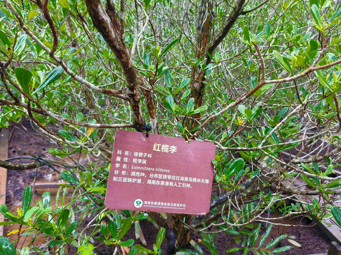 海南东寨港国家级自然保护区种植的红榄李（央广网发  黄正尧  摄）
