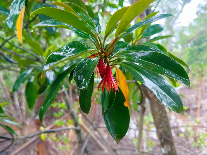 雨后红榄李的花苞（央广网发  黄正尧  摄）