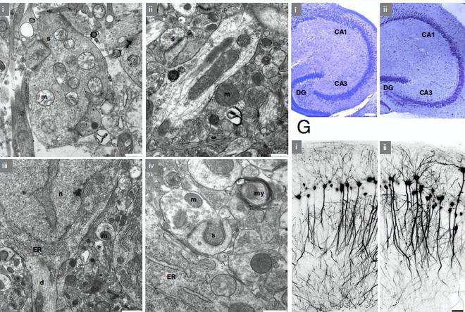 （来源：PNAS）