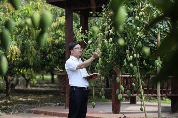 陆弟敏与当地税务工作者深入芒果示范基地进行调研，分析当年芒果长势和存在的困难问题，研究出台税费减免政策。受访人供图