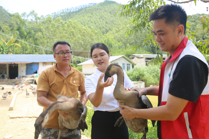李春燕和驻村工作队员在狮头鹅养殖场察看狮头鹅的养殖情况。受访人供图