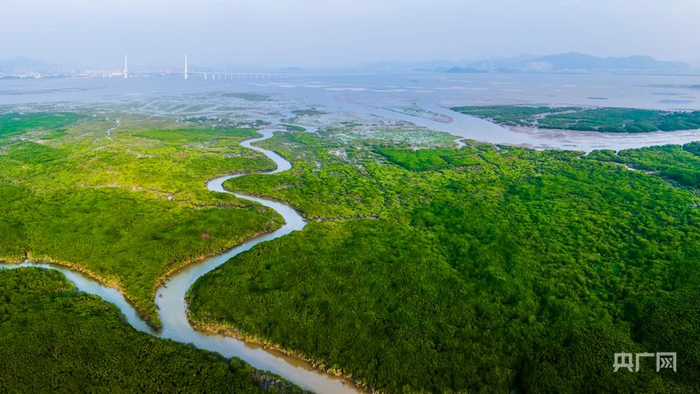 龙海九龙江口红树林水道蜿蜒，与海相连（央广网发  林开翔  摄）